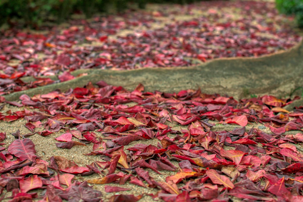 Rote Blätter am Waldboden um eine Baumwurzel.